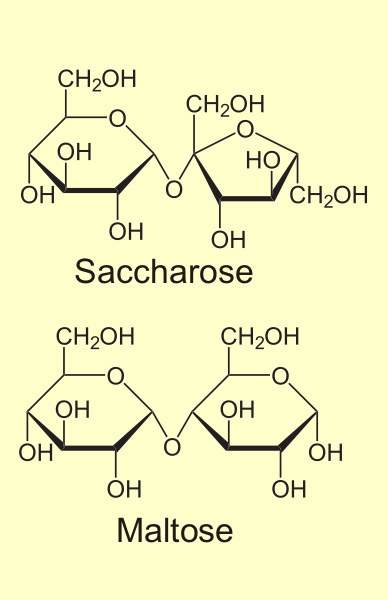 Disaccharide: Saccharose und Maltose <i>Disaccharide</i>: <i>Saccharose</i> und <i>Maltose</i>